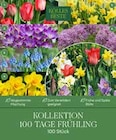 Kollektion 100 Tage Frühling im Angebot bei Pflanzen Kölle in Hofheim Kollektion 100 Tage Frühling Angebote bei Pflanzen Kölle Hofheim für 9,99 €