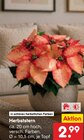 Herbststern im Angebot bei Netto Marken-Discount in Görlitz Herbststern Angebote bei Netto Marken-Discount Görlitz für 2,99 €
