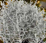 Silberdraht geglittert im aktuellen Pflanzen Kölle Prospekt für 3,99 €