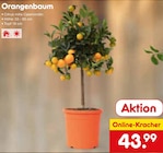 Orangenbaum von  im aktuellen Netto Marken-Discount Prospekt für 43,99 €