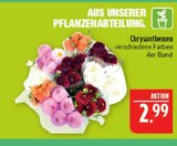 Chrysanthemen im Angebot bei Marktkauf in Plauen Chrysanthemen Angebote bei Marktkauf Plauen für 2,99 €