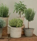 toom Baumarkt Schopfheim - Mediterrane Kräuter Angebot im Prospekt Mediterrane Kräuter bei toom Baumarkt im Schopfheim Prospekt für 4,59 €