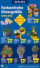 Lavendel im Lidl Prospekt in Oberhausen Aktueller Lidl Prospekt mit Lavendel, "LIDL LOHNT SICH", Seite 14