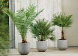 Aktuelles Phoenixpalme Angebot bei toom Baumarkt in Hannover ab 49,99 €