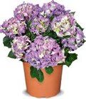 Hortensienbusch im Angebot bei Netto Marken-Discount in Nordhorn Hortensienbusch Angebote bei Netto Marken-Discount Nordhorn für 9,99 €