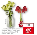 Aktuelle Pflanzen Angebote bei Marktkauf in Freiburg (Breisgau) Aktuelles Amaryllisstrauß Angebot bei Marktkauf in Freiburg (Breisgau) ab 4,99 €