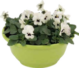 Hornveilchen Angebote bei Globus-Baumarkt Bünde für 4,99 €