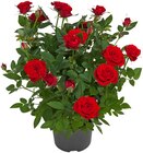 Aktuelles Topfrose Angebot bei REWE in Bonn ab 3,33 €