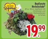 Bepflanzte Herbstschale im Angebot bei EDEKA in Ingolstadt Bepflanzte Herbstschale Angebote bei EDEKA Ingolstadt für 19,99 €