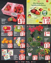 Ähnliche Angebote wie Chrysantheme im Prospekt "Aktuelle Angebote" auf Seite 3 von EDEKA in Potsdam