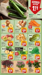 Pflanzen Angebot & Preis im aktuellen REWE Prospekt Pflanzen Angebot im aktuellen REWE Prospekt auf Seite 7
