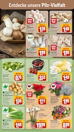 REWE Pflanzen im Prospekt 