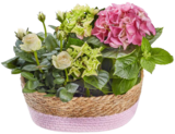 Aktuelles Geschenkkorb mit Hortensien & Topfrosen Angebot bei E center in Darmstadt ab 12,99 €