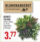 HERBST-TULPEN Angebote bei Marktkauf Erftstadt für 3,77 €