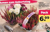 Calluna Starlight im aktuellen Prospekt bei Netto mit dem Scottie in Mühlenbeck
