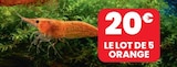 LE LOT DE 5 ORANGE à 20,00 € dans le catalogue Animalis