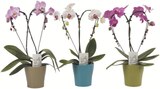 Foire aux orchidées à Carrefour dans Les Baumettes