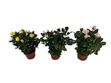 Plantes fleuries en promo à 3,49 € chez Carrefour Plantes fleuries dans le catalogue Carrefour