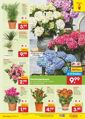Aktueller Netto Marken-Discount Prospekt mit Blumen, "Aktuelle Angebote", Seite 9