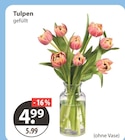 Aktuelles Tulpen Angebot bei V-Markt in Augsburg ab 4,99 €