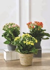 Kalanchoe dans le catalogue U Express