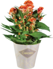 Célosie twisted - Lidl à Versailles Célosie twisted en promo chez Lidl Versailles à 3,99 €