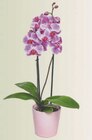 Orchidée  dans le catalogue Carrefour