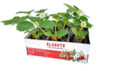 Erdbeerpflanze von Elsanta im aktuellen Kaufland Prospekt für 4,99 €