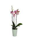 Orchidée 3 tiges avec céramique à 9,99 € dans le catalogue Carrefour