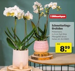 Schmetterlings-Orchidee Angebote bei Hagebaumarkt Stuttgart für 8,99 €