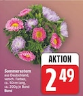 Sommerastern für 2,49 € bei E center im Angebot Sommerastern im aktuellen E center Prospekt