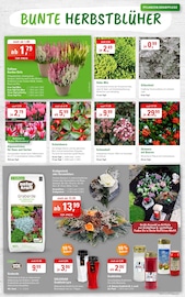 Aktueller ZG Raiffeisen Prospekt mit Zimmerpflanzen, "HERBSTSTIMMUNG FÜR GARTEN UND BALKON!", Seite 3