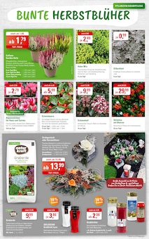 Pflanzen im aktuellen ZG Raiffeisen Prospekt (Heidelberg) Pflanzen im ZG Raiffeisen Prospekt "HERBSTSTIMMUNG FÜR GARTEN UND BALKON!" mit 8 Seiten (Heidelberg)