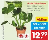 Große Grünpflanze im Angebot bei Netto Marken-Discount in Magdeburg Große Grünpflanze Angebote bei Netto Marken-Discount Magdeburg für 12,99 €