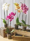 Orchidée 2 tiges - Super U à Colmar Orchidée 2 tiges en promo chez Super U Colmar à 7,99 €