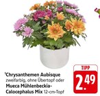 Aktuelle Blumen Angebote bei EDEKA in Freiburg (Breisgau) Aktuelles Chrysanthemen Aubisque Angebot bei EDEKA in Freiburg (Breisgau) ab 2,49 €