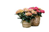 Bauernhortensien-Sondersorten „Hydrangea macrophylla“ von  im aktuellen Hagebaumarkt Prospekt für 19,99 €