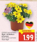 Beet- & Balkonpflanzen von EDEKA Heimatliebe für 1,99 € bei E center im Angebot Beet- & Balkonpflanzen von EDEKA Heimatliebe im aktuellen E center Prospekt