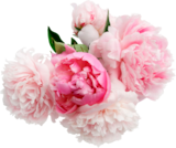 BOUQUET DE 5 PIVOINES à Auchan Supermarché dans Auteuil BOUQUET DE 5 PIVOINES à Auchan Supermarché dans Auteuil