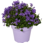 Campanule en promo à 4,99 € chez Carrefour Campanule dans le catalogue Carrefour