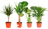 Plante verte en promo à 5,99 € chez Carrefour Plante verte dans le catalogue Carrefour