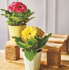 U Express Dijon - Promo Gerbera Promo Gerbera à 4,99 € dans le catalogue U Express à Dijon