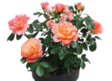 Rosen bei OBI im Marburg Prospekt für 14,99 €