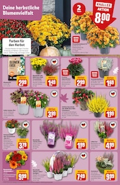 Ähnliche Fächerblume Angebote im Prospekt "Dein Markt" von REWE Ähnliches Angebot bei REWE in Prospekt "Dein Markt" gefunden auf Seite 5