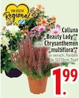 Calluna Beauty Lady Angebote bei EDEKA Ravensburg für 1,99 €