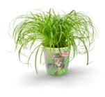 Katzengras von  im aktuellen Kaufland Prospekt für 2,49 €