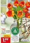 Tulpen Angebote bei Netto Marken-Discount Offenbach für 1,99 €