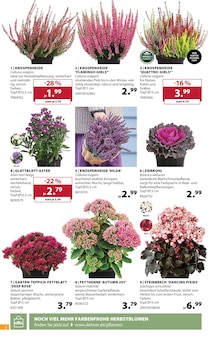 Teppich im Dehner Garten-Center Prospekt "ZAUBERHAFTER HERBST" mit 16 Seiten (Freiburg (Breisgau))