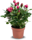 Rosen im Angebot bei Netto Marken-Discount in Arnsberg Rosen Angebote bei Netto Marken-Discount Arnsberg für 2,29 €
