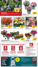 Aktueller toom Baumarkt Prospekt mit Pflanzen, "Respekt, wer's selber macht.", Seite 2